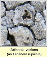 Arthonia varians