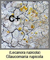 Glaucomaria rupicola, Lecanora rupicola
