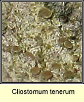 Cliostomum tenerum