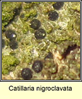 Catillaria nigroclavata