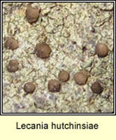 Lecania hutchinsiae