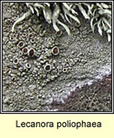 Lecanora poliophaea