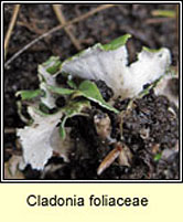 Cladonia foliaceae