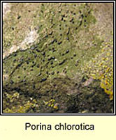 Porina chlorotica