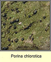 Porina chlorotica