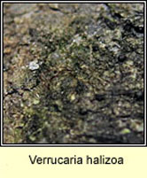 Verrucaria halizoa