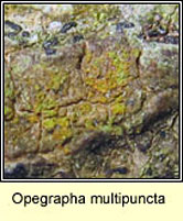 Opegrapha multipuncta