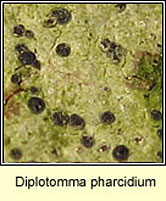 Diplotomma pharcidium