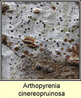 Arthopyrenia cinereopruinosa