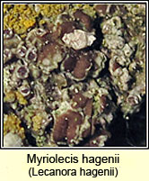 Lecanora hagenii