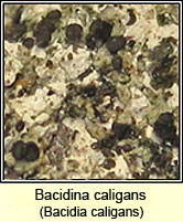 Bacidina caligans, Bacidia caligans