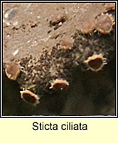 Sticta ciliata