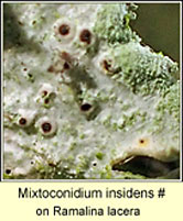 Mixtoconidium insidens (Mixtoconium canariense)
