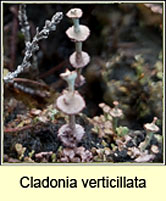 Cladonia verticillata