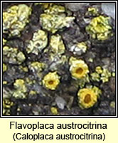 Caloplaca austrocitrina
