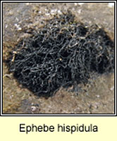 Ephebe hispidula