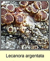 Lecanora argentata