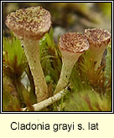 Cladonia grayi sens lat