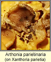 Arthonia parietinaria
