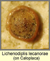 Lichenodiplis lecanorae on Caloplaca