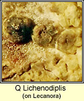 Q Lichenodiplis on Lecanora