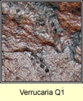 Verrucaria Q1