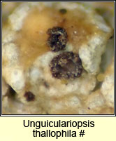 Unguiculariopsis thallophila