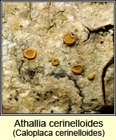 Athallia cerinelloides, Caloplaca cerinelloides