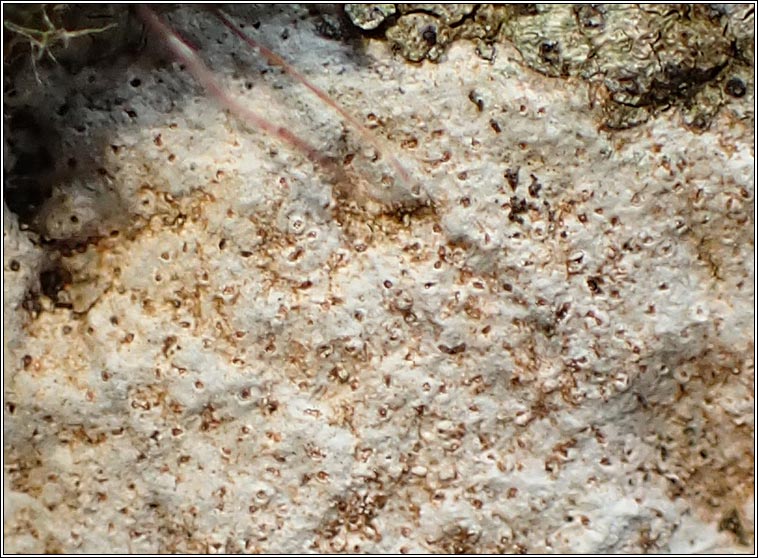 Hymenelia prevostii