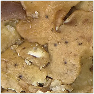 Muellerella solenopsorae