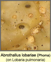 Abrothallus lobariae (Phoma lobariae) on Lobaria pulmonaria