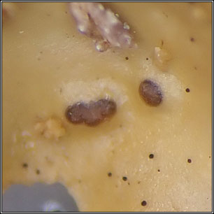 Abrothallus lobariae, Phoma lobariae