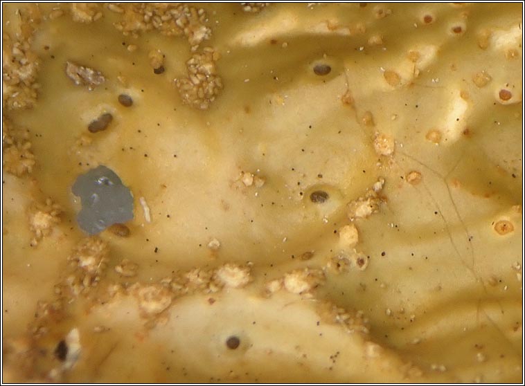 Abrothallus lobariae, Phoma lobariae