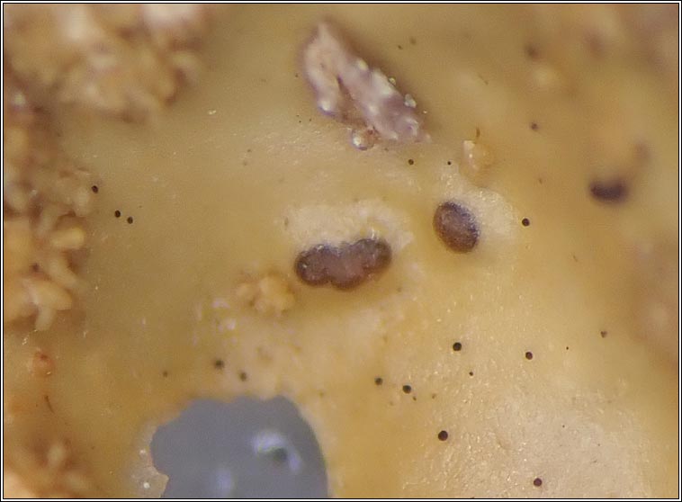 Abrothallus lobariae, Phoma lobariae