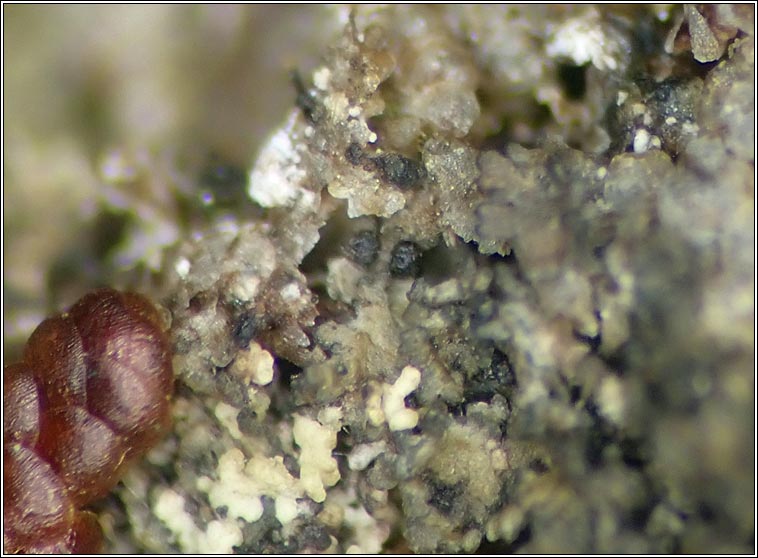 Lichenopeltella pannariacearum