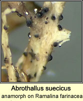 Abrothallus suecicus (anamorph) on Ramalina farinacea
