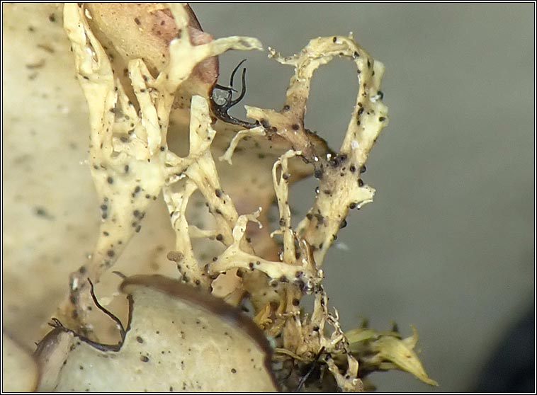 Abrothallus suecicus (anamorph)