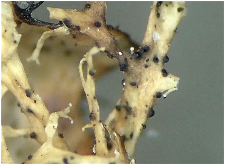 Abrothallus suecicus (anamorph)