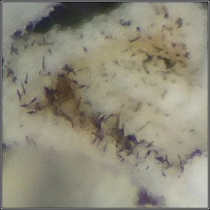 Talpapellis beschiana