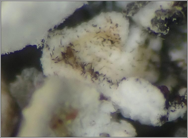 Talpapellis beschiana