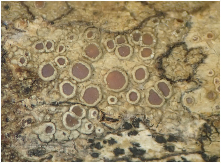 Lecanora pseudargentata