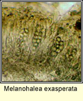Melanohalea exasperata, ascus and spores