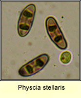 Physcia stellaris