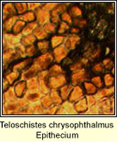 Teloschistes chrysophthalmus, epithecium