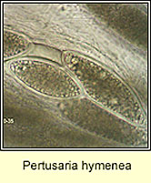 Pertusaria hymenea, ascospores