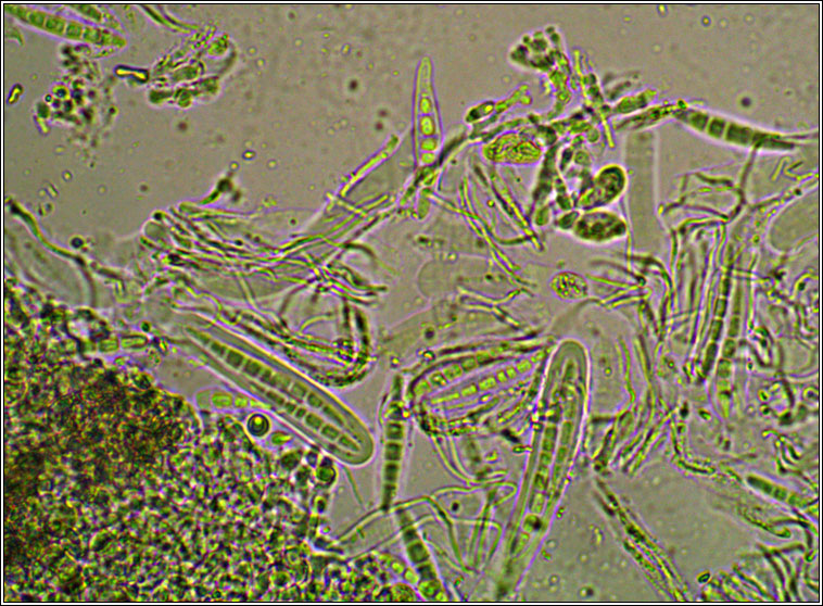 Enterographa crassa, ascus and spores