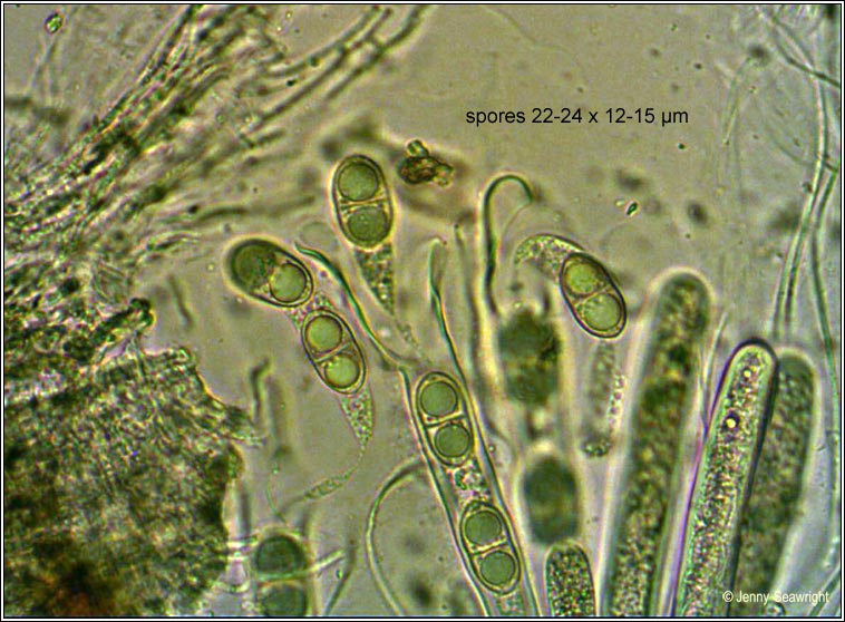 Megalaria grossa, spores
