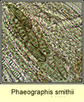Phaeographis smithii