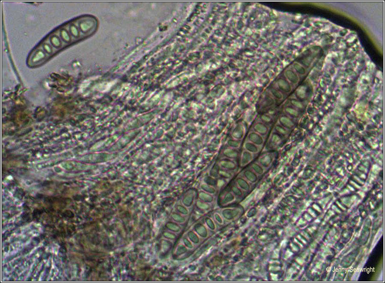 Phaeographis smithii, ascus and spores