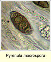 Pyrenula macrospora, ascospore